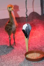 Green Red Black - 12th May 2014 Green Red Black - 12th May 2014